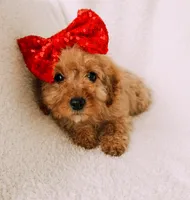 Blakely, a female Cavapoo for sale in Batesville, AR – Photo 3 of 5