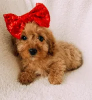 Blakely, a female Cavapoo for sale in Batesville, AR – Photo 4 of 5