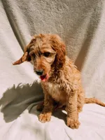 Monty, a male Goldendoodle for sale in Batesville, AR – 5 of 7