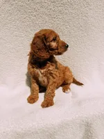 Monty, a male Goldendoodle for sale in Batesville, AR – Photo 7 of 7