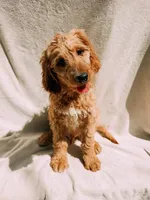 Monty, a male Goldendoodle for sale in Batesville, AR – 6 of 7