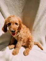 Monty, a male Goldendoodle for sale in Batesville, AR – 7 of 7