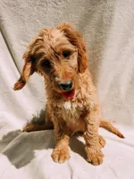 Monty, a male Goldendoodle for sale in Batesville, AR – 3 of 7