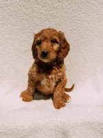 Monty, a male Goldendoodle for sale in Batesville, AR – Photo 4 of 7