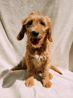 Monty, a male Goldendoodle for sale in Batesville, AR – 4 of 7