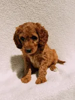 Monty, a male Goldendoodle for sale in Batesville, AR – Photo 2 of 7