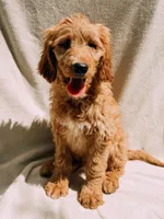Monty, a male Goldendoodle for sale in Batesville, AR – 1 of 7