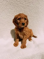 Monty, a male Goldendoodle for sale in Batesville, AR – Photo 6 of 7