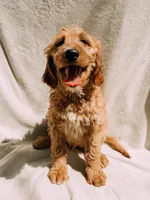 Monty, a male Goldendoodle for sale in Batesville, AR – 2 of 7