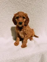 Monty, a male Goldendoodle for sale in Batesville, AR – Photo 3 of 7