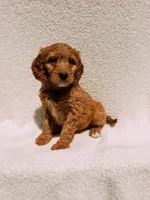 Monty, a male Goldendoodle for sale in Batesville, AR – Photo 5 of 7