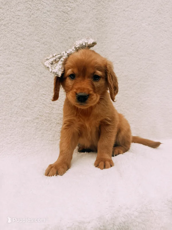 Gold – Golden Retriever puppy for sale in Batesville, AR