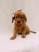 Gold, a female Golden Retriever for sale in Batesville, AR – 1 of 6
