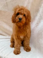 Copper, a male Cavapoo for sale in Batesville, AR – 5 of 7