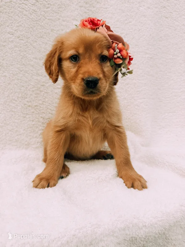Pink – Golden Retriever puppy for sale in Batesville, AR