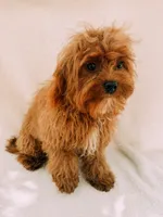 Rusty, a male Cavapoo for sale in Batesville, AR – 5 of 7