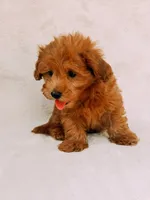 Chester, a male Maltipoo for sale in Batesville, AR – 5 of 8