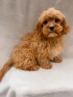 Flynn, a male Cavapoo for sale in Batesville, AR – Photo 7 of 7