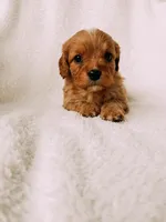 processed/a92876b7-2e87-4b1d-8cf0-d43b90c0f9fd/listing/c6613060-27b2-4f03-a0d6-8dd53094a57e/375bfe44-6ac4-4f9e-9637-6f006488640f