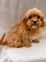 Flynn, a male Cavapoo for sale in Batesville, AR – Photo 6 of 7