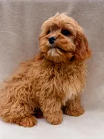 Flynn, a male Cavapoo for sale in Batesville, AR – Photo 4 of 7