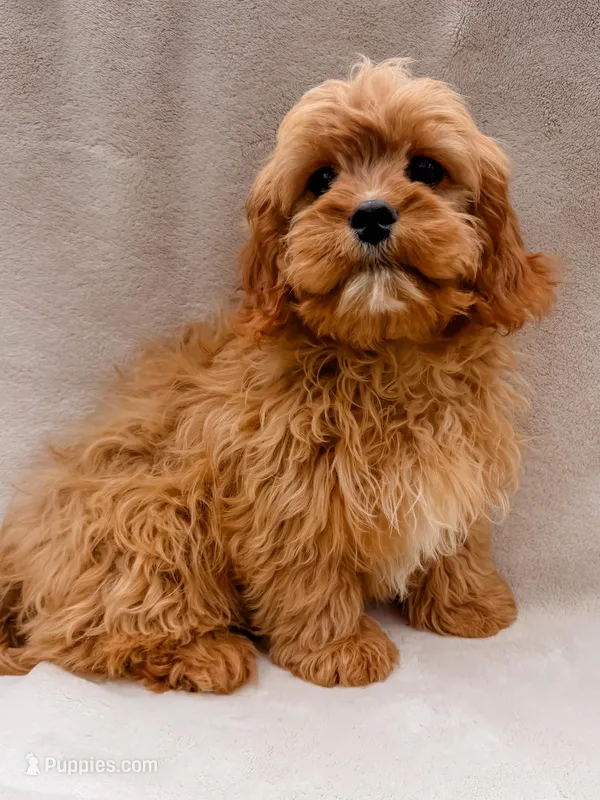 Flynn – Cavapoo puppy for sale in Batesville, AR