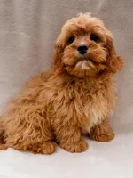 Flynn, a male Cavapoo for sale in Batesville, AR – Photo 1 of 7