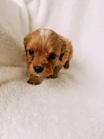 processed/a92876b7-2e87-4b1d-8cf0-d43b90c0f9fd/listing/c6613060-27b2-4f03-a0d6-8dd53094a57e/a4add5ac-5b0f-4789-8d91-1f9f7a12ece8