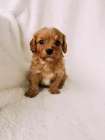 processed/a92876b7-2e87-4b1d-8cf0-d43b90c0f9fd/listing/c6613060-27b2-4f03-a0d6-8dd53094a57e/a8c62e1a-4faf-4d1f-8b49-2a64db74bd2a