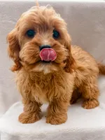 Flynn, a male Cavapoo for sale in Batesville, AR – Photo 2 of 7