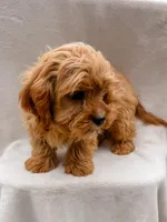 Flynn, a male Cavapoo for sale in Batesville, AR – Photo 3 of 7