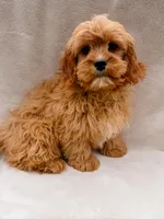 Flynn, a male Cavapoo for sale in Batesville, AR – Photo 5 of 7