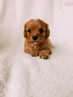 processed/a92876b7-2e87-4b1d-8cf0-d43b90c0f9fd/listing/c6613060-27b2-4f03-a0d6-8dd53094a57e/de875d41-a403-4dc8-a453-651967d8af16