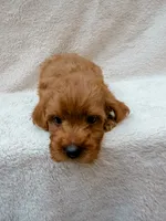 Red, a male Cavapoo for sale in Batesville, AR – 4 of 8