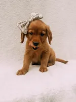 Gold, a female Golden Retriever for sale in Batesville, AR – 2 of 6