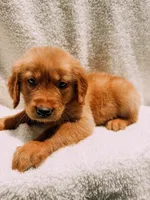 Tan, a male Golden Retriever for sale in Batesville, AR – 9 of 9