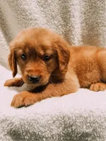 Tan, a male Golden Retriever for sale in Batesville, AR – 2 of 9