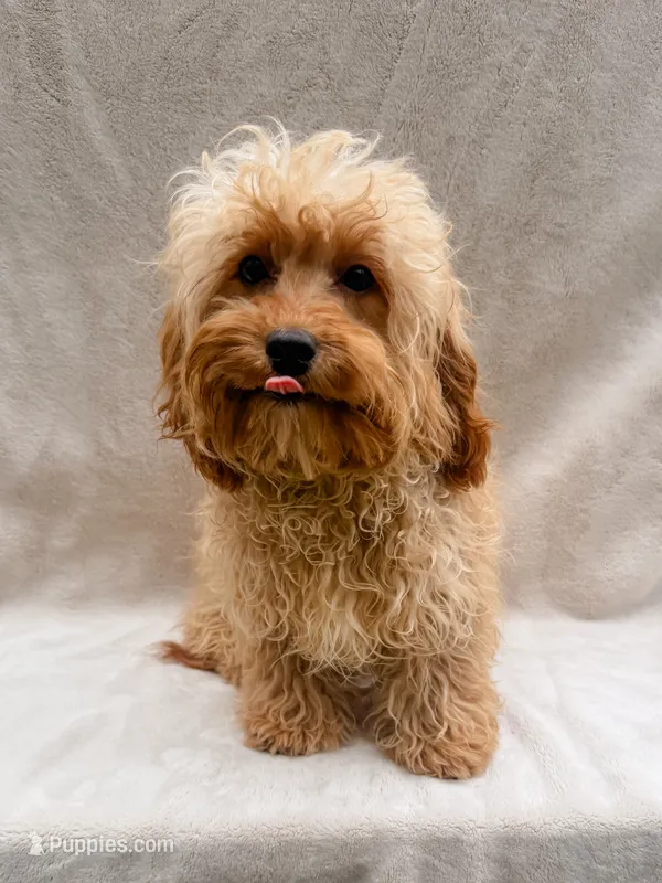 Beauty – Cavapoo puppy for sale in Batesville, AR