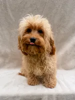 Beauty, a female Cavapoo for sale in Batesville, AR – 1 of 10