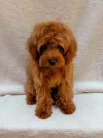 Red, a male Cavapoo for sale in Batesville, AR – 6 of 9