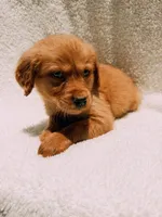 Orange, a male Golden Retriever for sale in Batesville, AR – 4 of 7