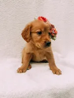 Pink, a female Golden Retriever for sale in Batesville, AR – 3 of 7