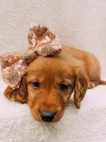 Rose gold, a female Golden Retriever for sale in Batesville, AR – 4 of 10