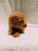 Orange, a male Golden Retriever for sale in Batesville, AR – 3 of 7