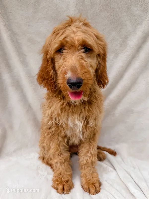 Monty – Goldendoodle puppy for sale in Batesville, AR