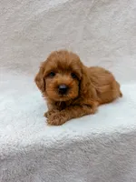Red, a male Cavapoo for sale in Batesville, AR – 3 of 8