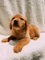 Tan, a male Golden Retriever for sale in Batesville, AR – 7 of 9