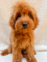 Red, a male Cavapoo for sale in Batesville, AR – 3 of 9