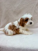 Milo, a male Cavapoo for sale in Batesville, AR – 3 of 5