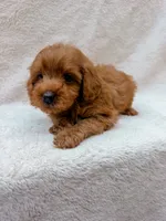 Red, a male Cavapoo for sale in Batesville, AR – 8 of 8